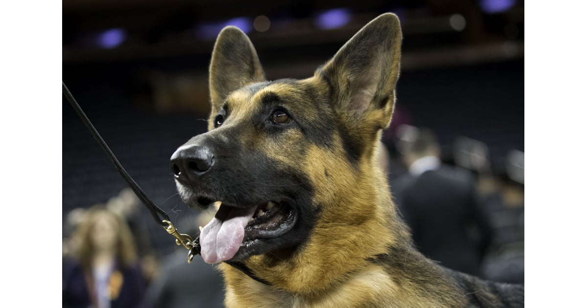 Rumor the German Shepherd Wins Best in Show at Westminster POPSUGAR