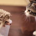 Love at First Sight: Kitten Meets a Hedgehog