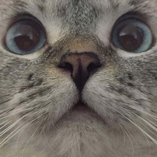 "UGH, the front-facing camera is on again."