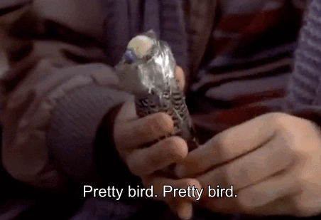 dumb and dumber pretty bird gif