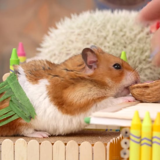 Tiny Hamster Tiki Party Video