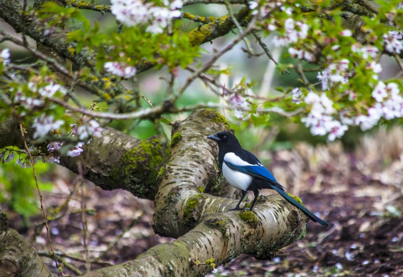 Saluting Magpies