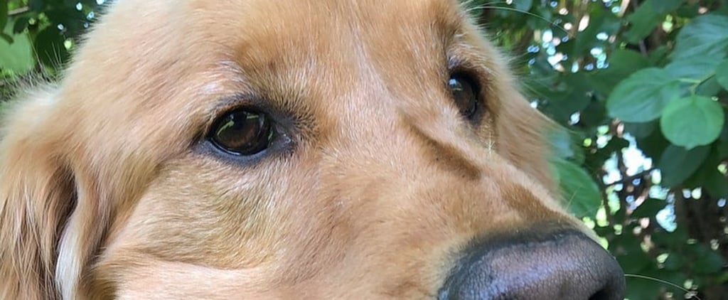 Video of Golden Retriever With Tennis Balls in Its Mouth