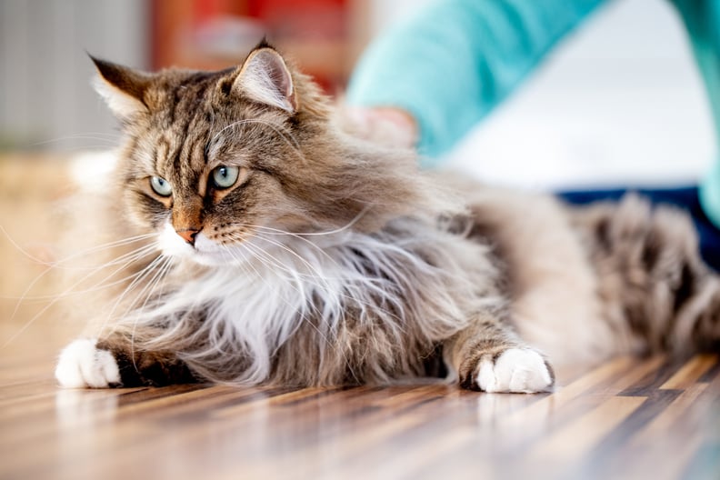 Best Cat Breeds For First-Time Owners: Siberian