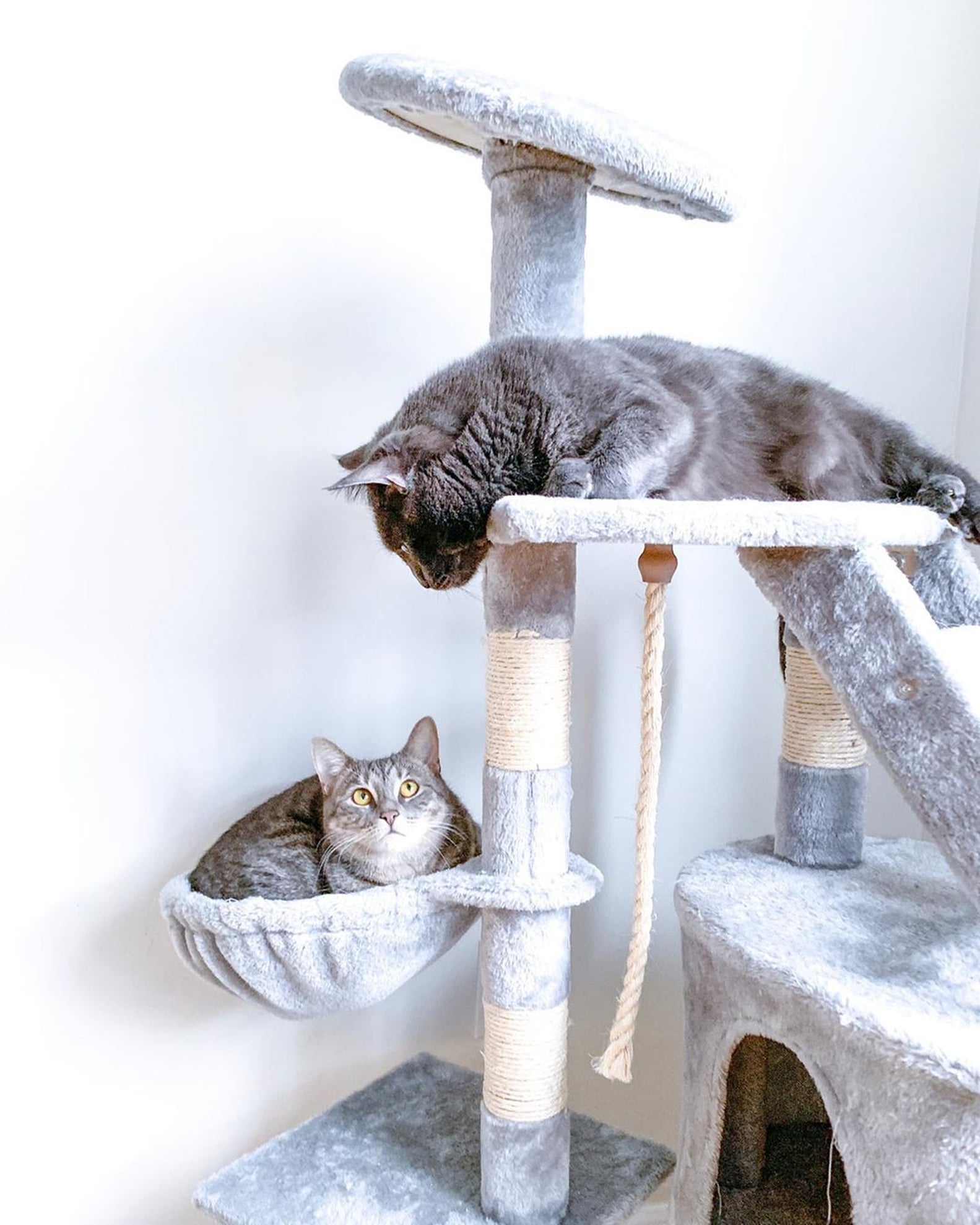 Reasons to Adopt 2 Cats at the Same Time POPSUGAR Pets