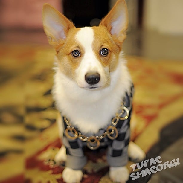 Hey, hey! It's everyone's favorite hip-hop dog, Tupac Shacorgi. He's been keepin' it real since the last time we saw him.
Source: Instagram user tupacshacorgi