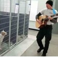 This Animal Control Officer Sings to Shelter Dogs — and It's Safe to Say They Like It