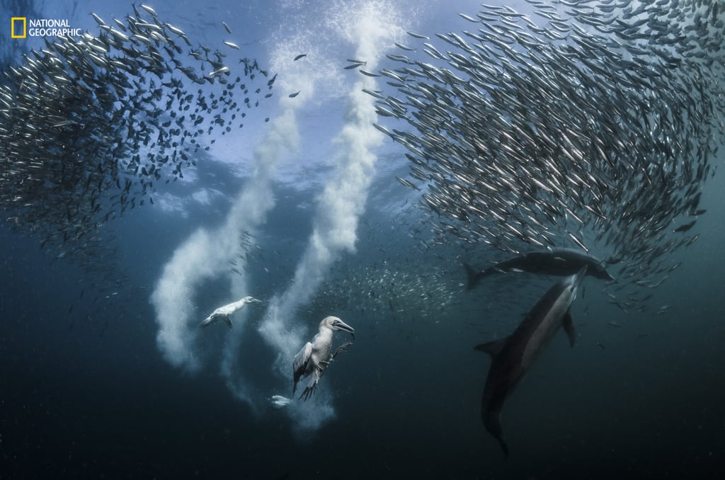 Grand Prize Winner and Action, First Place — Sardine Run