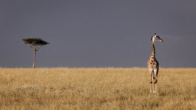 Masai Mara, Kenya