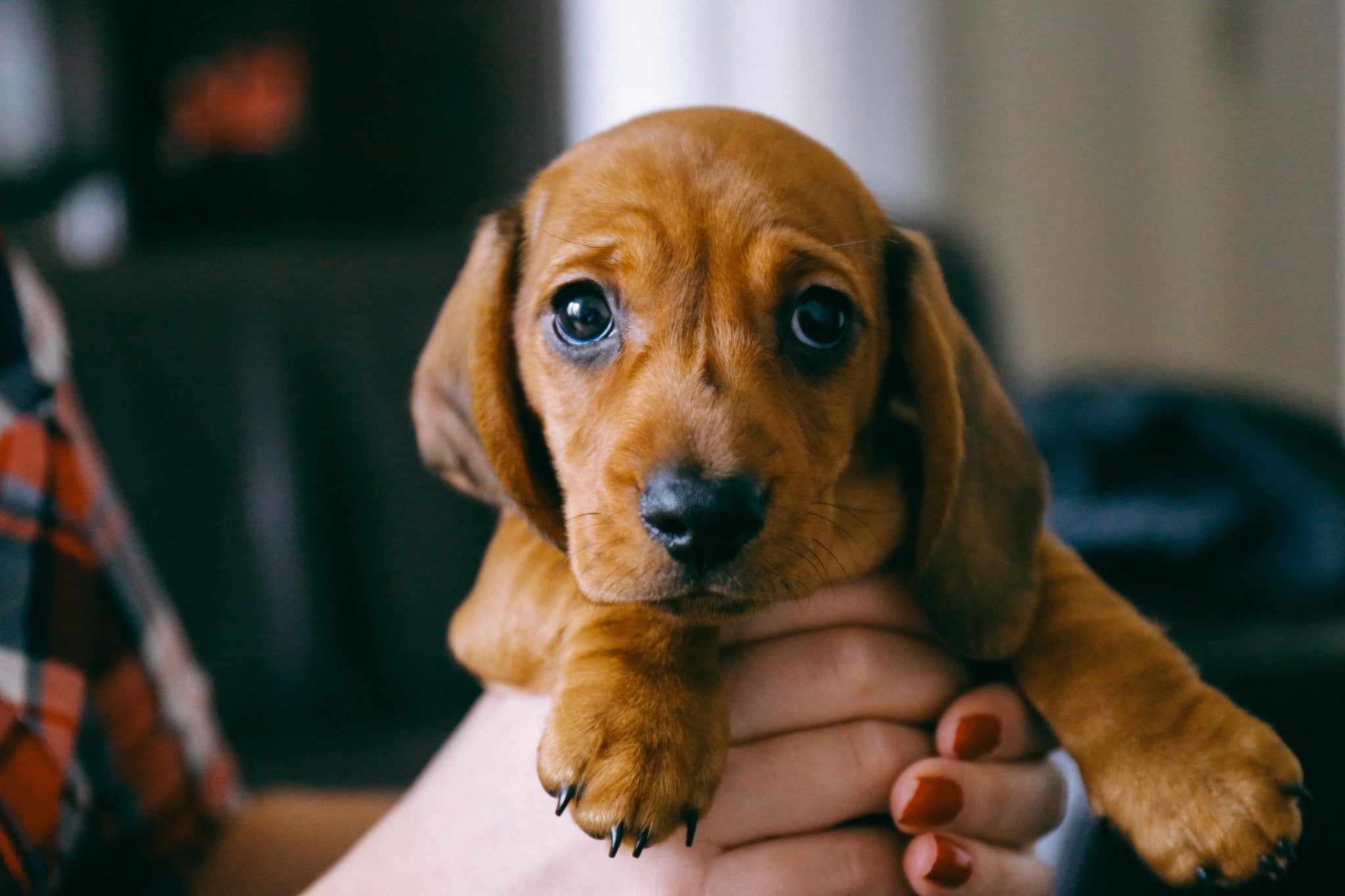 how much does a wiener dog cost