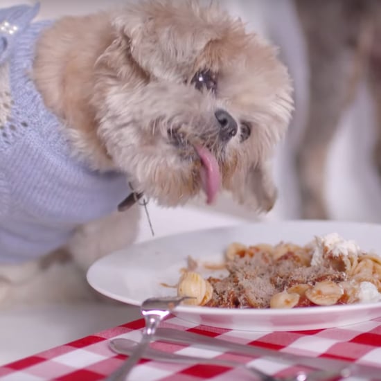 Rescue Dogs on a Date | Video