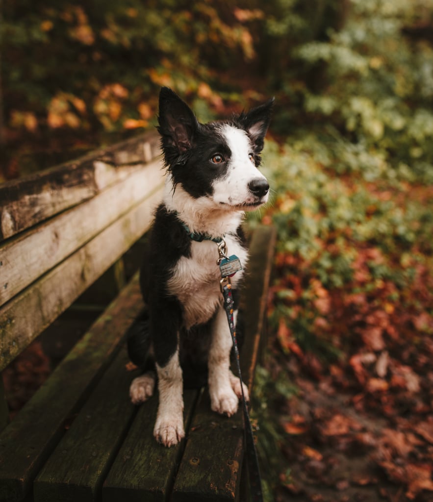 Cute Pictures of Border Collies