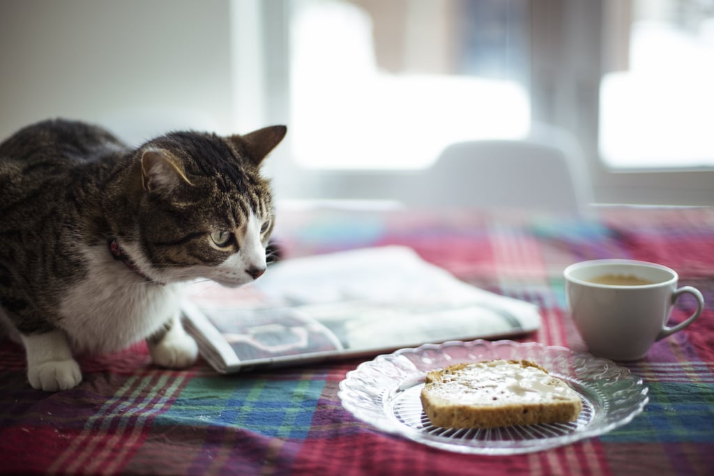 How to Stop Your Cat From Jumping Onto the Kitchen Table POPSUGAR Pets