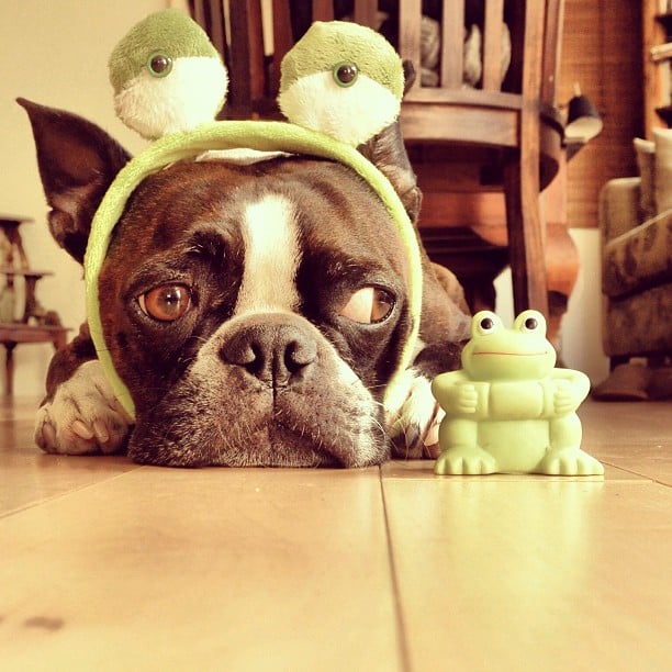 This is Kotaro. He's a Boston Terrier, and he's a little wary of the world. Luckily, he's got a little frog friend to help him look on the bright side.
Source: Instagram user kotaro2007