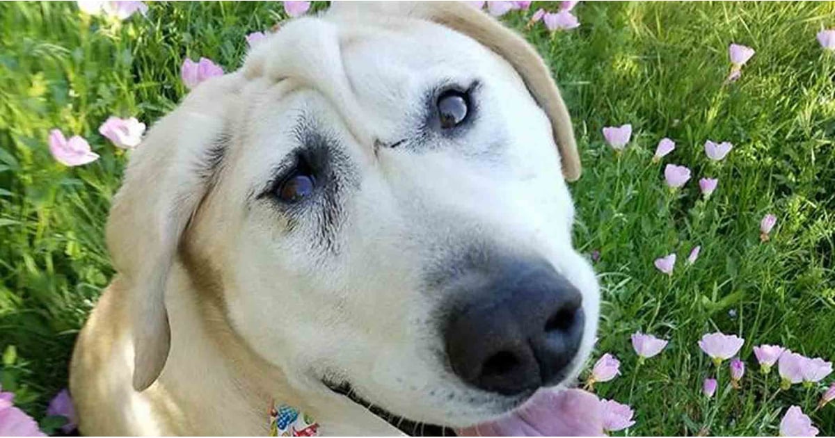 Woman Adopts Dog With Facial Deformity Popsugar Family