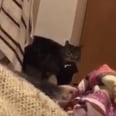 This Cat Said "Hello" and "Hi," and His Owner Answered Like Nothing Was Weird