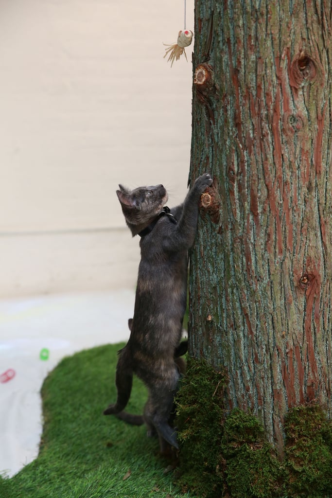 Purina ONE Cat Camp