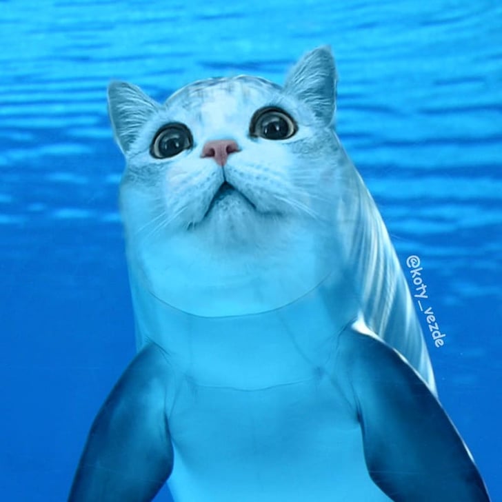 jelly cat dolphin