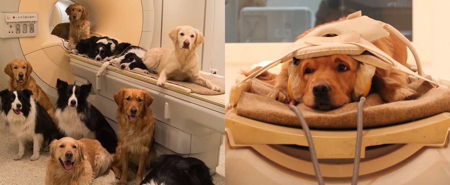 Brain Scans Reveal Dogs' Thoughts