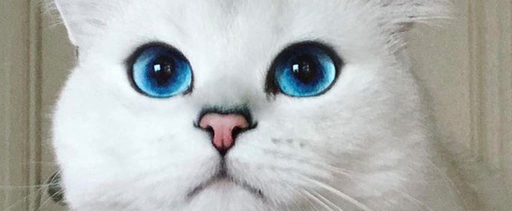 Celebrity Cats on Instagram