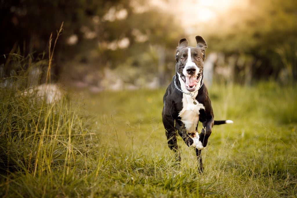 Cute Pictures of Great Danes