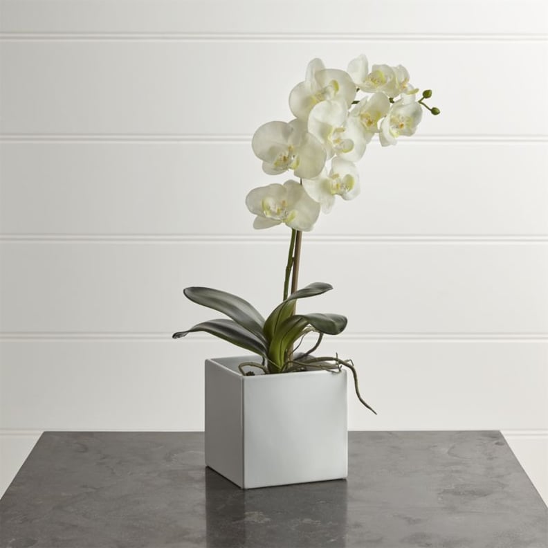 Get the Look: Large Potted Orchid Plant