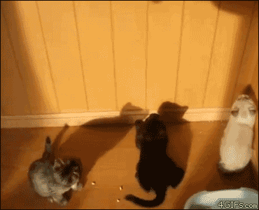 Tricky shadows | Funny Cat GIFs | POPSUGAR Tech Photo 40