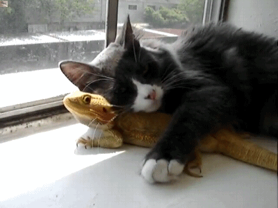 A cat cuddling an iguana. | Happy GIFs | POPSUGAR Smart Living Photo 20