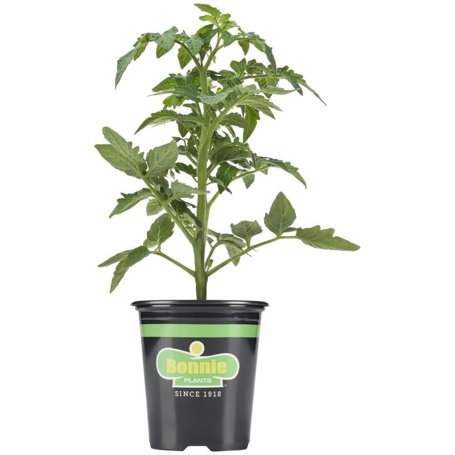 Bonnie In-Pot Tomato Big Boy Plant