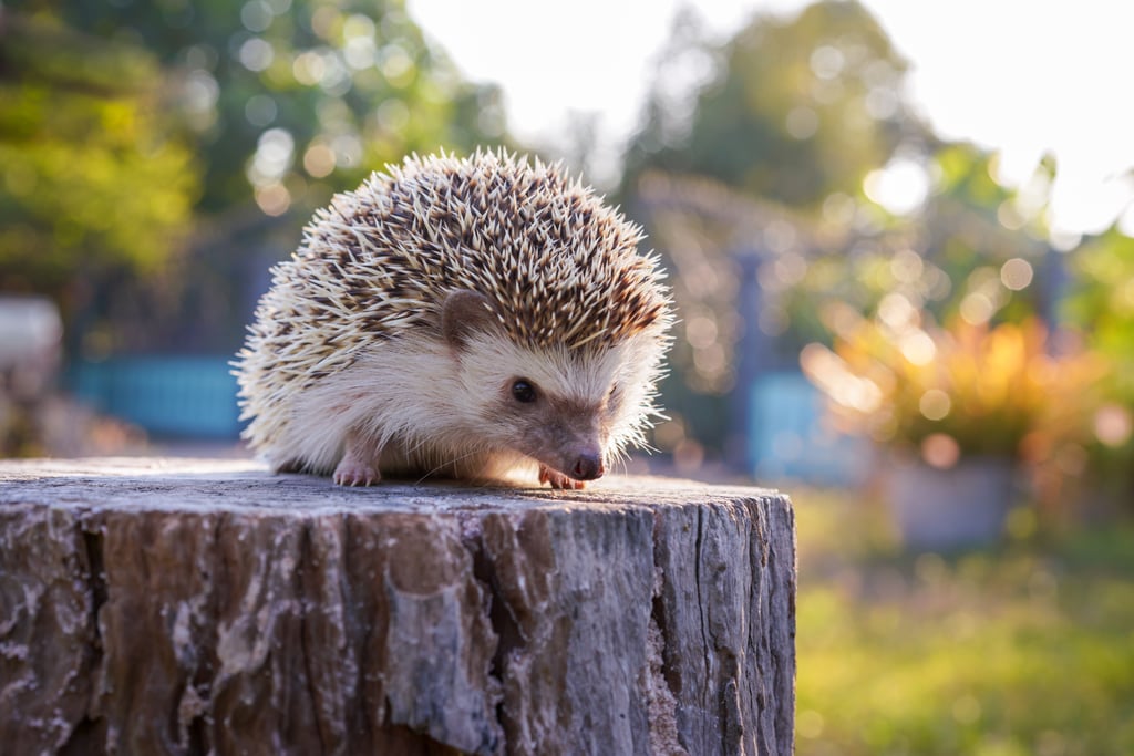 Hedgehogs Need Plenty of Exercise
