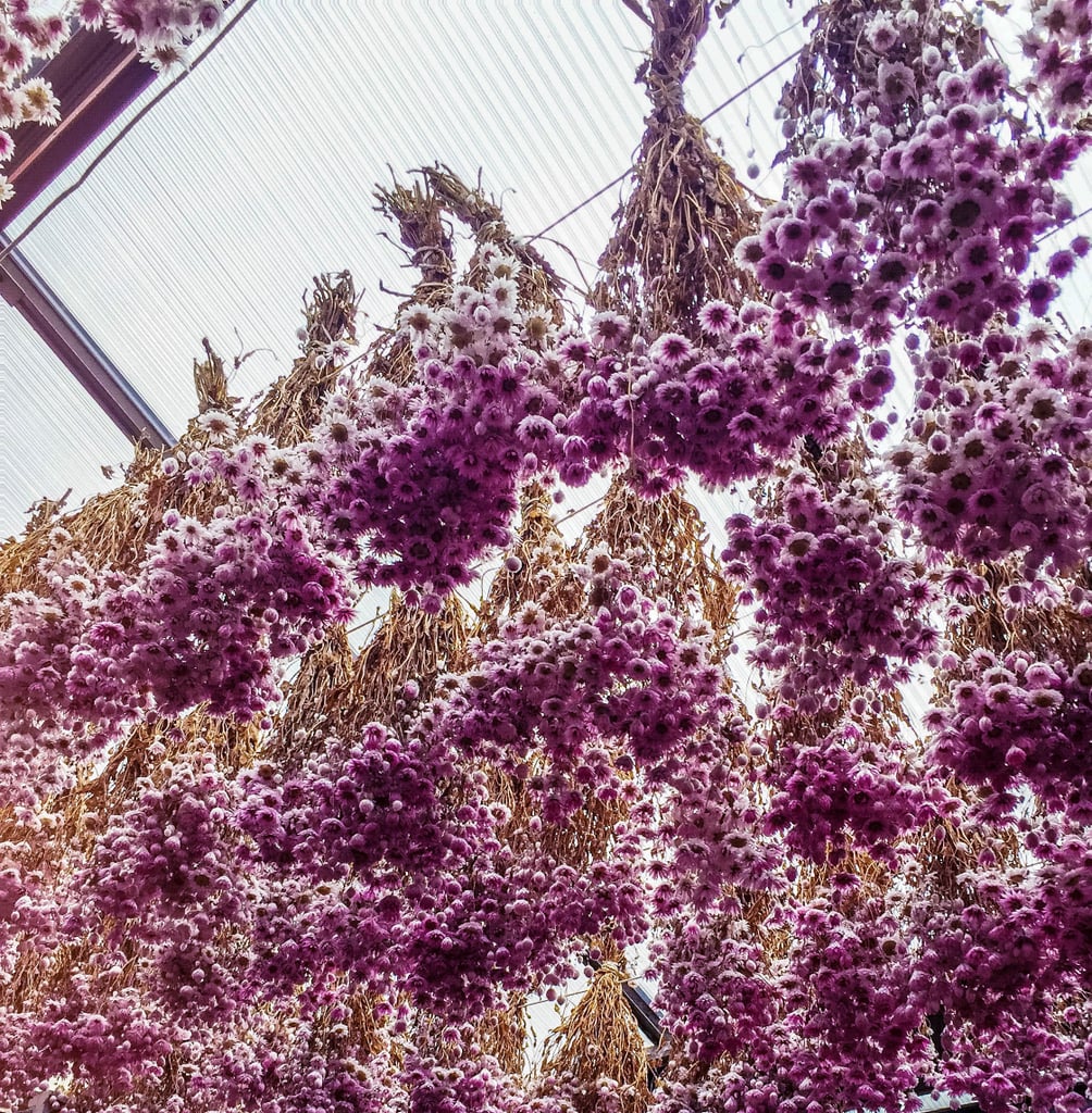 Don't forget to look up when meandering your way through, as there is more natural beauty to feast your eyes on hanging above.