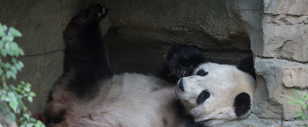 Virtual Zoo Tours to Take Right Now