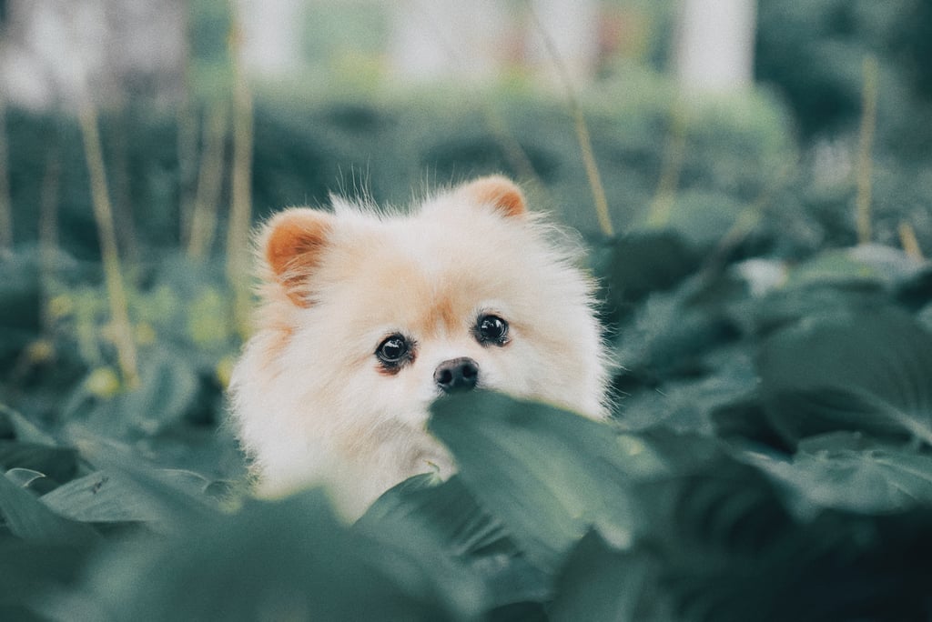 Cute Pomeranian Pictures