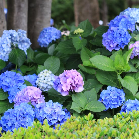 How to Change the Color of Hydrangeas