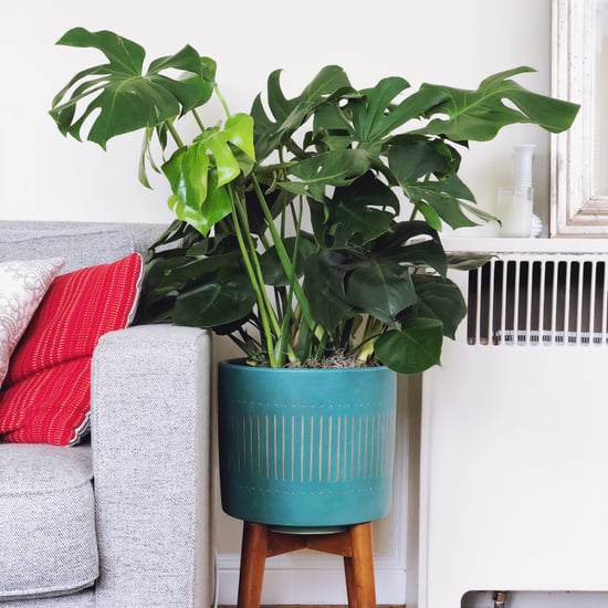 Monstera Plant Decorating Ideas