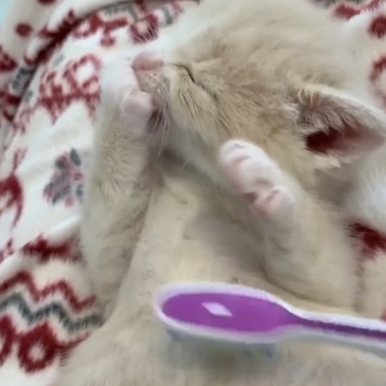 Foster Kitten Being Groomed With a Toothbrush | Video