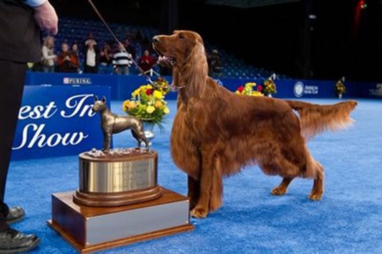 Who Won The National Dog Show In 2010 And What Is The Dog