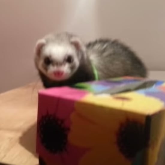 Cute Ferret Trying to Jump | Video