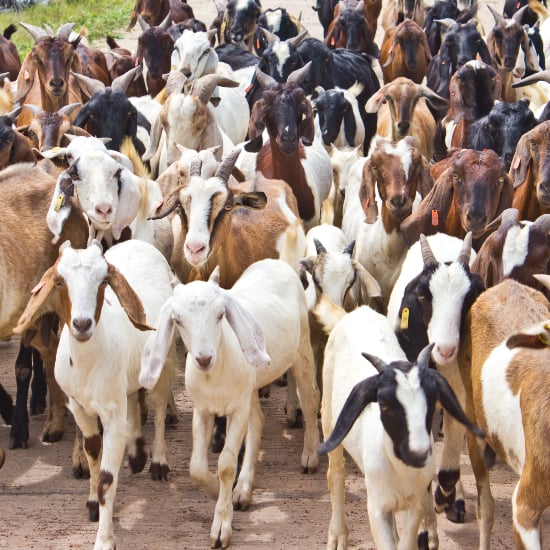 Baby Goats Talk Back | Video
