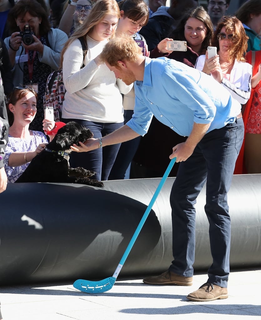 Prince Harry With Dogs Pictures