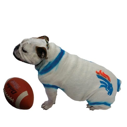 Dog-Safe Paint