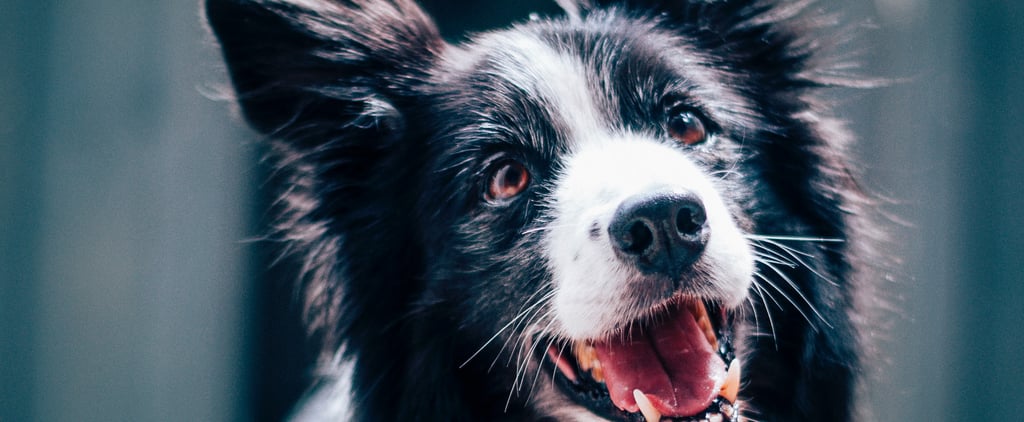 Can Dogs Eat Raw Meat?