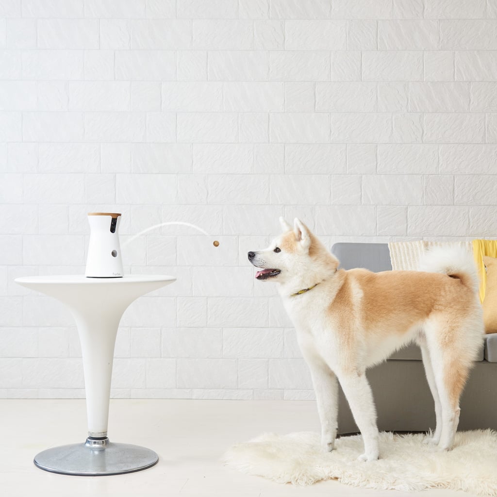Furbo Dog Camera With Ai Selfie And Smart Alert Tech Review