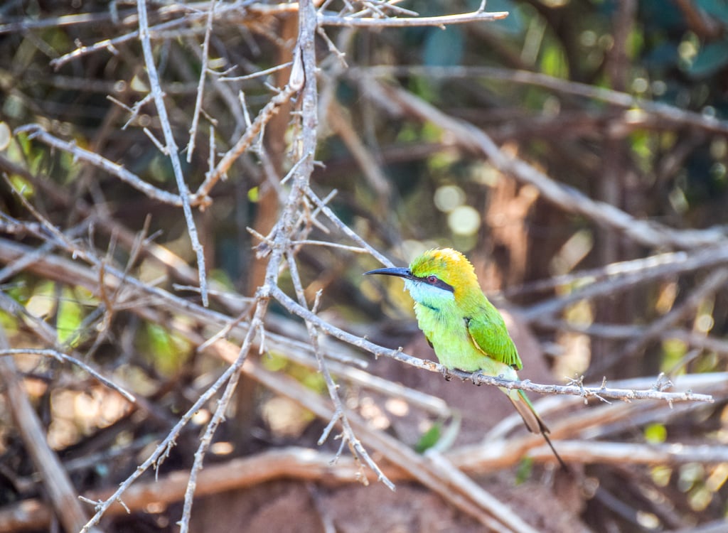 Bird Watching Galore