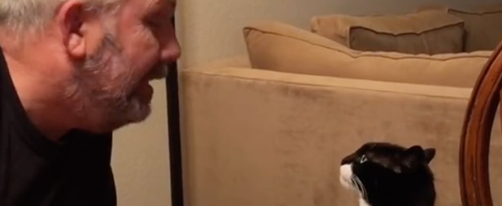 TikTok Videos of Spoiled Cat Eating at Dinner Table With Dad