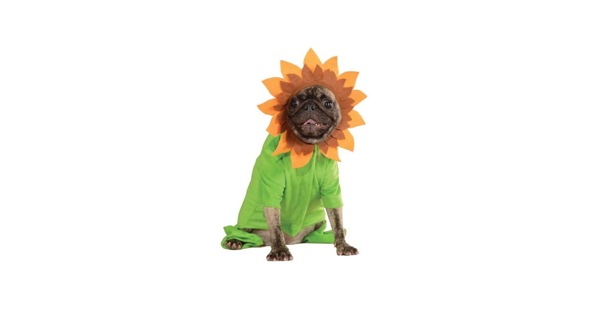 Sunflower Dog Halloween Costumes 2018 POPSUGAR Pets Photo 23