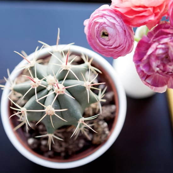 Beauty Products With Cactus
