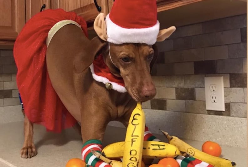 Woman Dresses Dog Up as Elf on the Shelf POPSUGAR Family