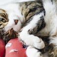 How to Get Your Cat to Stop Treating Your Feet Like a Chew Toy, According to Experts