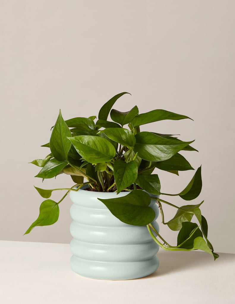 Jade Pothos